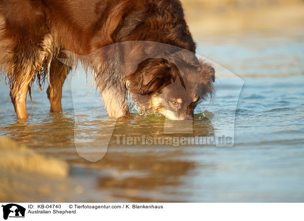 Australian Shepherd / Australian Shepherd / KB-04740