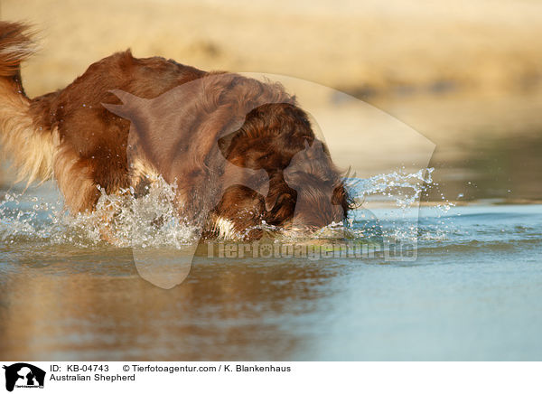 Australian Shepherd / Australian Shepherd / KB-04743