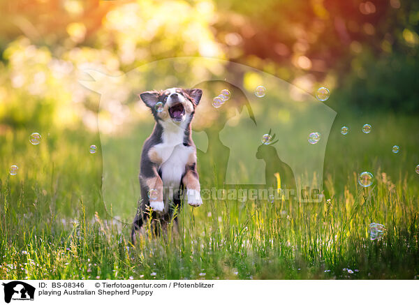 playing Australian Shepherd Puppy / BS-08346