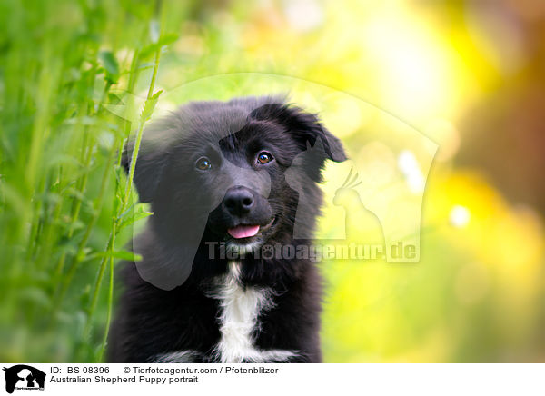 Australian Shepherd Welpe Portrait / Australian Shepherd Puppy portrait / BS-08396
