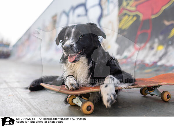 Australian Shepherd auf Skateboard / Australian Shepherd at Skateboard / AH-02958
