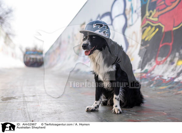 Australian Shepherd / Australian Shepherd / AH-02967