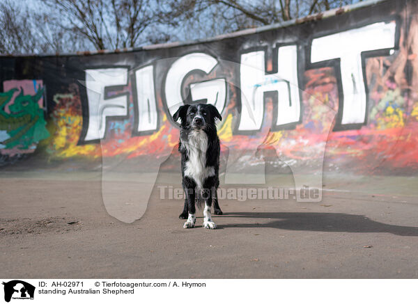 stehender Australian Shepherd / standing Australian Shepherd / AH-02971