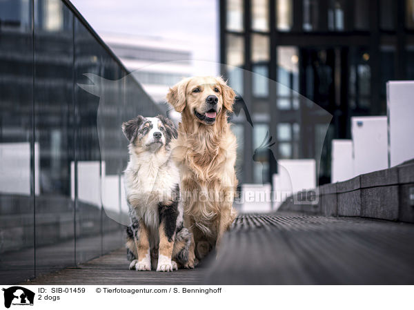 2 Hunde / 2 dogs / SIB-01459
