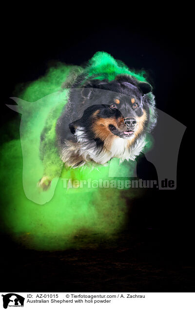 Australian Shepherd with holi powder / AZ-01015