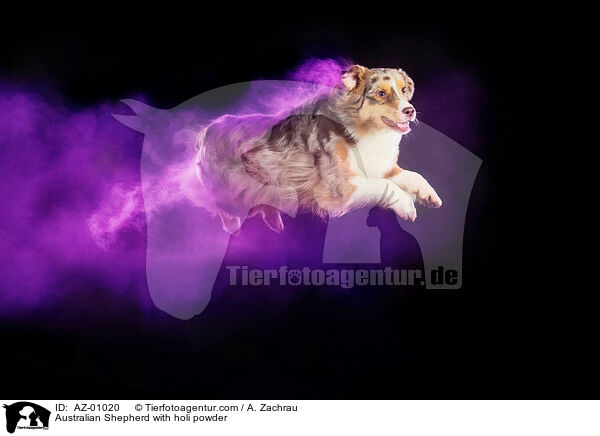 Australian Shepherd with holi powder / AZ-01020