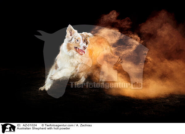 Australian Shepherd with holi powder / AZ-01024