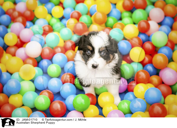 Australian Sherpherd Welpe / Australian Sherpherd Puppy / JAM-01710
