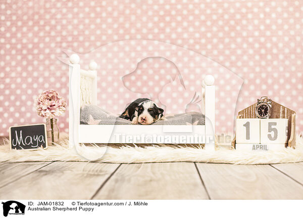 Australian Sherpherd Welpe / Australian Sherpherd Puppy / JAM-01832