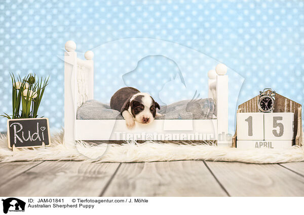 Australian Sherpherd Puppy / JAM-01841