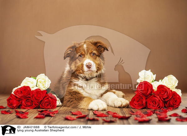 liegender junger Australian Shepherd / lying young Australian Shepherd / JAM-01888