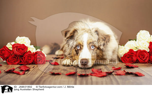 liegender Australian Shepherd / lying Australian Shepherd / JAM-01892