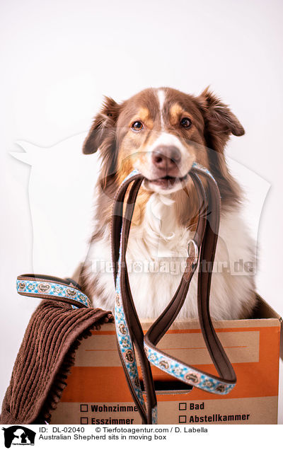 Australian Shepherd sitzt in Umzugskarton / Australian Shepherd sits in moving box / DL-02040
