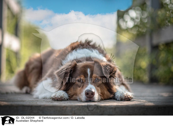 Australian Shepherd / Australian Shepherd / DL-02044