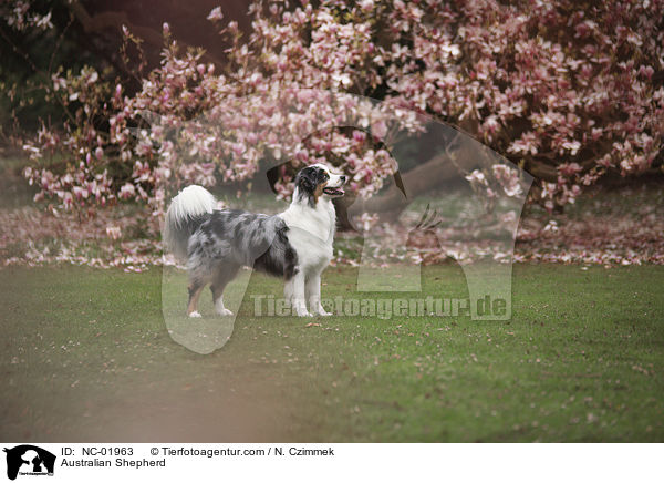 Australian Shepherd / Australian Shepherd / NC-01963