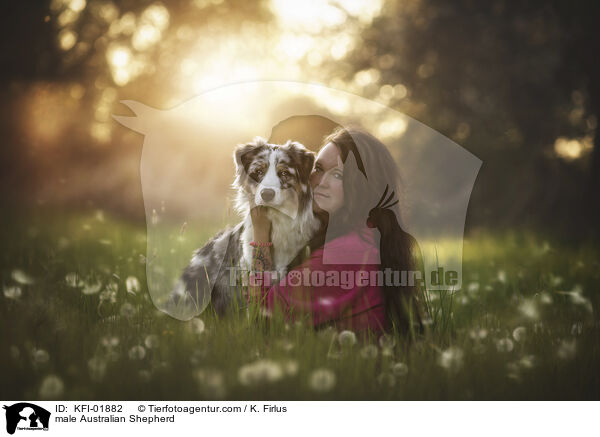 Australian Shepherd Rde / male Australian Shepherd / KFI-01882