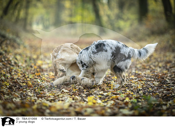 2 young dogs / TBA-01068