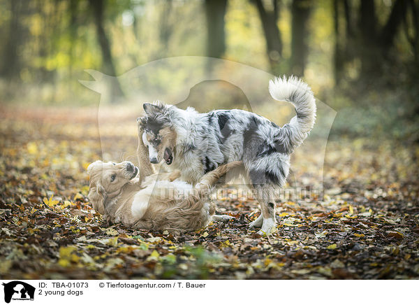 2 young dogs / TBA-01073