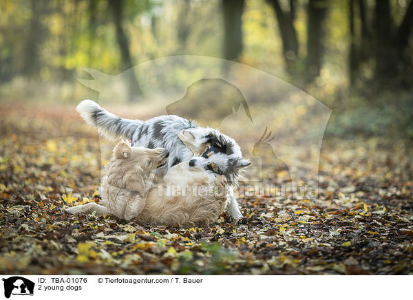 2 young dogs / TBA-01076