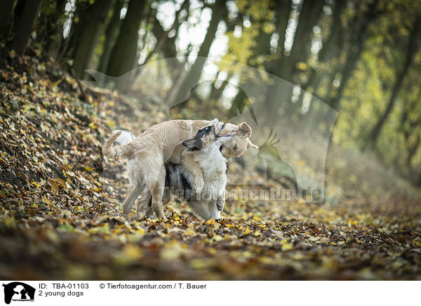 2 young dogs / TBA-01103