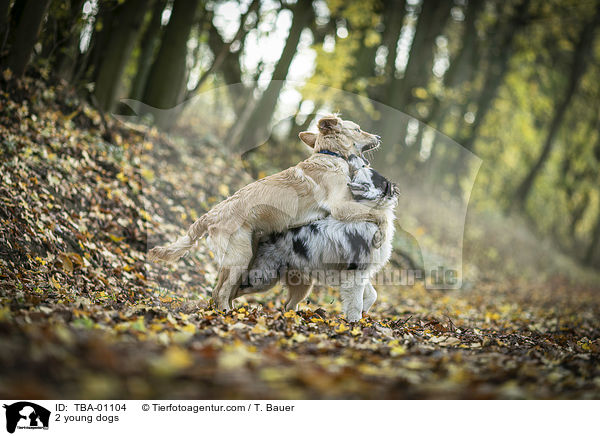 2 young dogs / TBA-01104