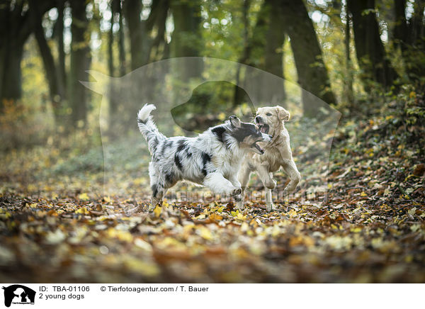 2 young dogs / TBA-01106