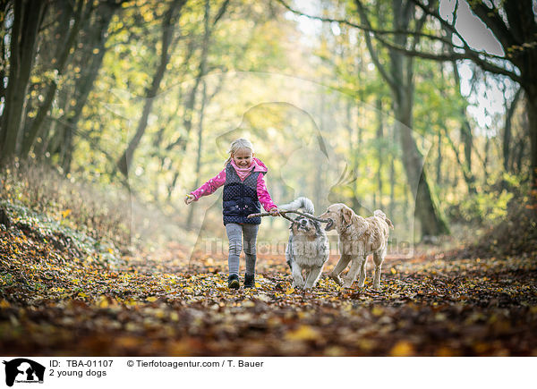 2 junge Hunde / 2 young dogs / TBA-01107