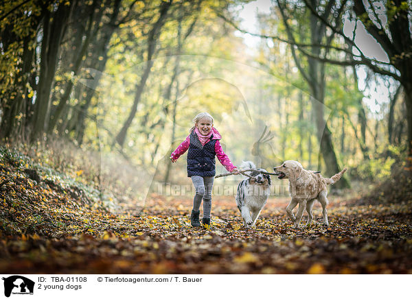 2 young dogs / TBA-01108
