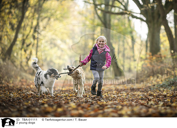2 young dogs / TBA-01111