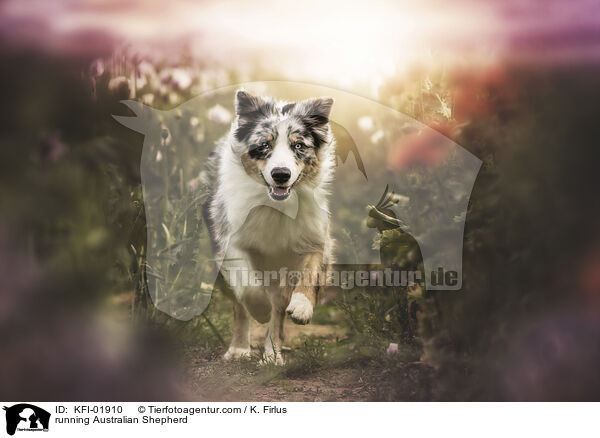 rennender Australian Shepherd / running Australian Shepherd / KFI-01910
