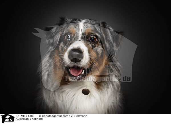 Australian Shepherd / Australian Shepherd / VH-01483