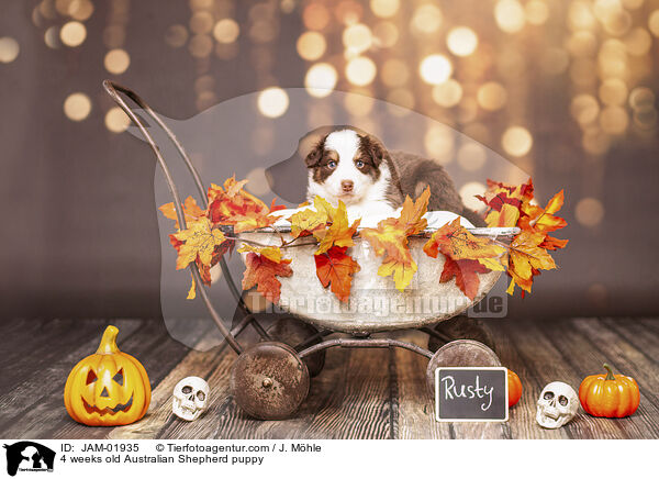 4 Wochen alter Australian Shepherd Welpe / 4 weeks old Australian Shepherd puppy / JAM-01935