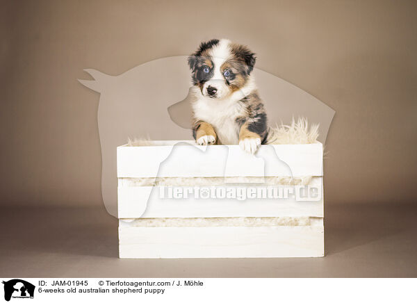 6-Wochen alter Australian Shepherd Welpe / 6-weeks old australian shepherd puppy / JAM-01945