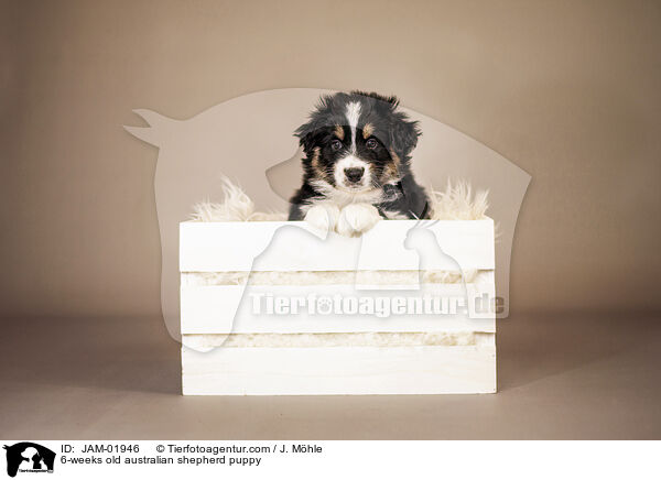 6-Wochen alter Australian Shepherd Welpe / 6-weeks old australian shepherd puppy / JAM-01946