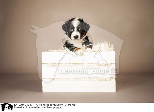 6-weeks old australian shepherd puppy / JAM-01947