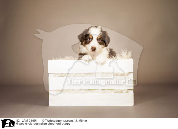 6-weeks old australian shepherd puppy / JAM-01951