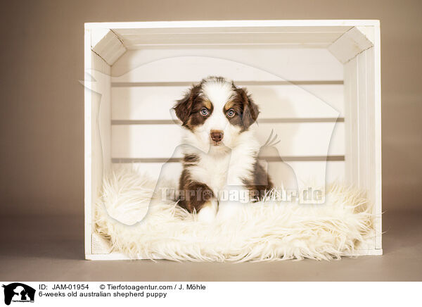 6-Wochen alter Australian Shepherd Welpe / 6-weeks old australian shepherd puppy / JAM-01954