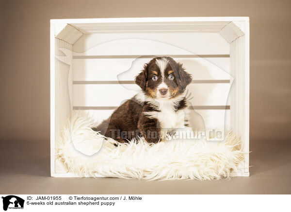 6-weeks old australian shepherd puppy / JAM-01955