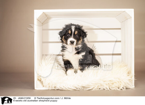 6-Wochen alter Australian Shepherd Welpe / 6-weeks old australian shepherd puppy / JAM-01958
