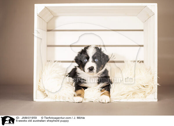6-weeks old australian shepherd puppy / JAM-01959