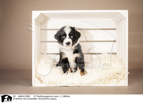 6-Wochen alter Australian Shepherd Welpe / 6-weeks old australian shepherd puppy / JAM-01960