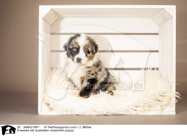 6-Wochen alter Australian Shepherd Welpe / 6-weeks old australian shepherd puppy / JAM-01961