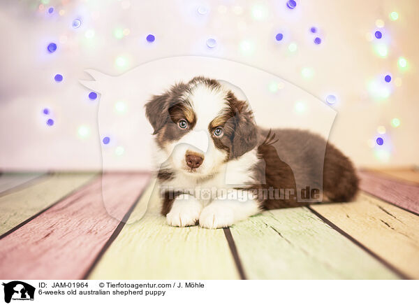 6-weeks old australian shepherd puppy / JAM-01964