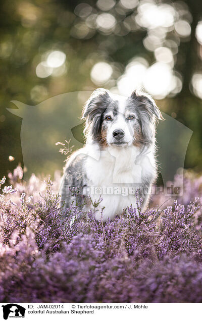 bunter Australian Shepherd / colorful Australian Shepherd / JAM-02014