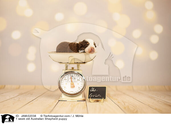1 Woche alter Australian Shepherd Welpe / 1 week old Australian Shepherd puppy / JAM-02038