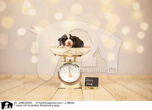 1 Woche alter Australian Shepherd Welpe / 1 week old Australian Shepherd puppy / JAM-02040