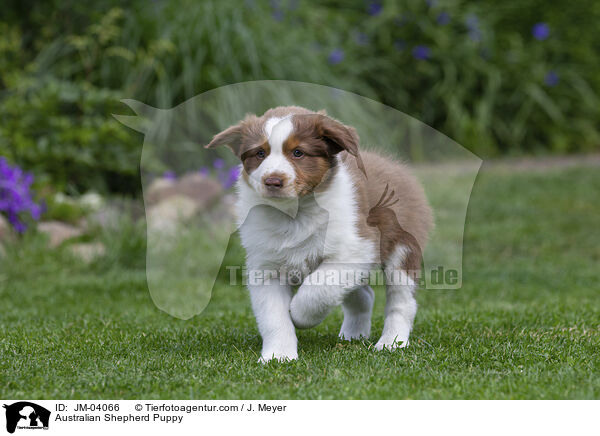Australian Shepherd Puppy / JM-04066