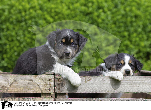 Australian Shepherd Welpen / Australian Shepherd Puppies / JM-04073