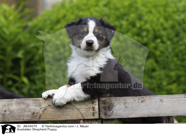 Australian Shepherd Welpe / Australian Shepherd Puppy / JM-04075
