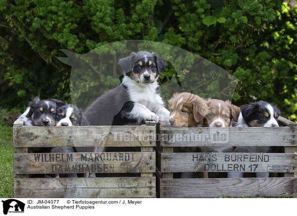 Australian Shepherd Welpen / Australian Shepherd Puppies / JM-04077